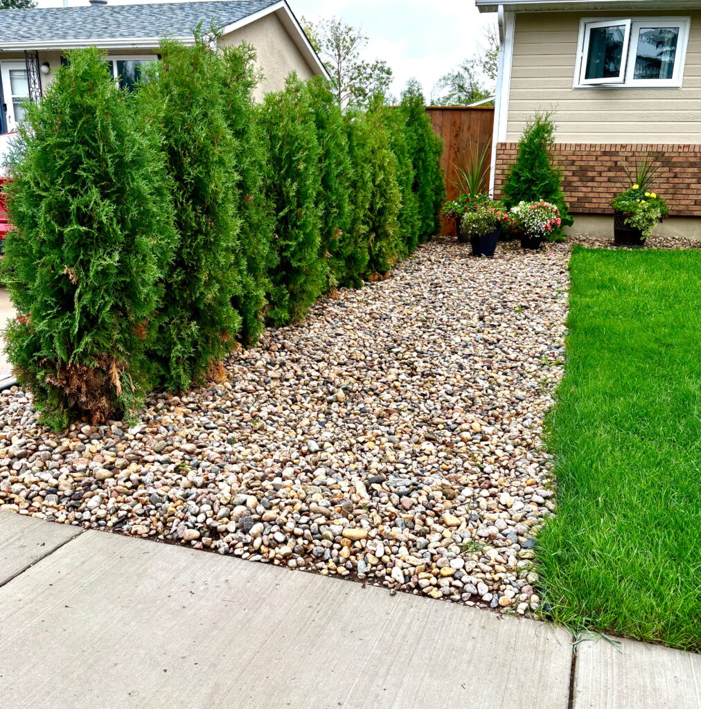 Rock garden with 2.5" smooth river rock. Beautiful cedar trees planted to provide privacy from neighbours in Saskatoon. Saskatoon landscape project completed.