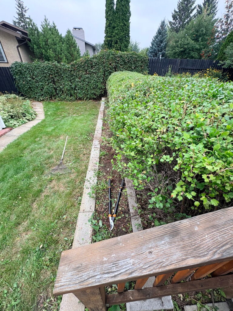 Overgrown hedge trimmed and tidied up for the sale of a customer's house in Saskatoon.