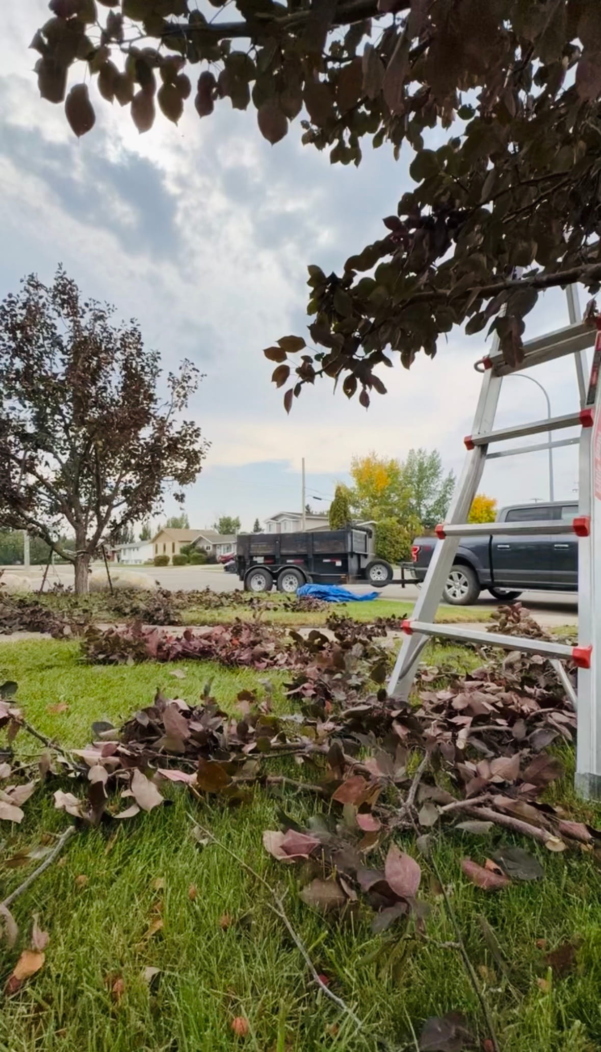 Two large trees in the front yard of a residence in Martensville were trimmed up to give the homeowner clearer sight lines, and to improve curb appeal of the house.